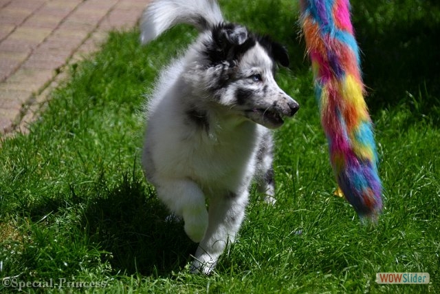 Drie maanden oude Mizuki