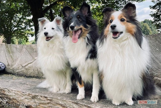 Sansa, een half jaar oud, met vriendinnen Snowy en Summer