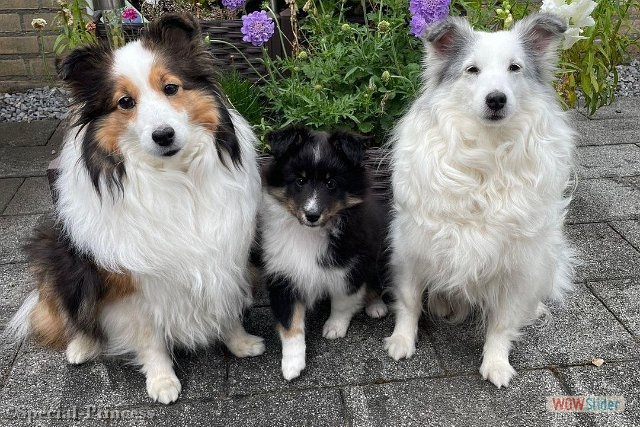 Drie maanden oude Sansa met haar vriendinnen Summer en Snowy