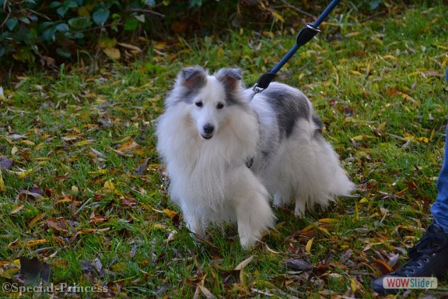 Snowy alweer 14 jaar oud